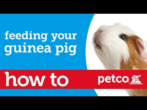 Can i take my guinea pigs to petco to cut nails images